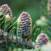 Jedľové šištičky