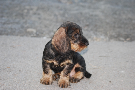 môj jazvečík Hasan