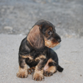 môj jazvečík Hasan