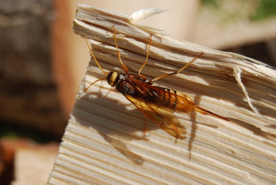 Pílovka veľká- Urocerus gigas
