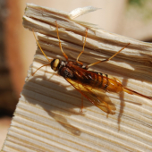 Pílovka veľká- Urocerus gigas
