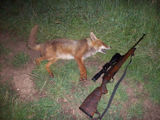 koroptviček se jí  zachtělo