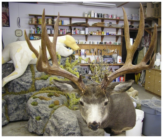 v preparátorské dílně