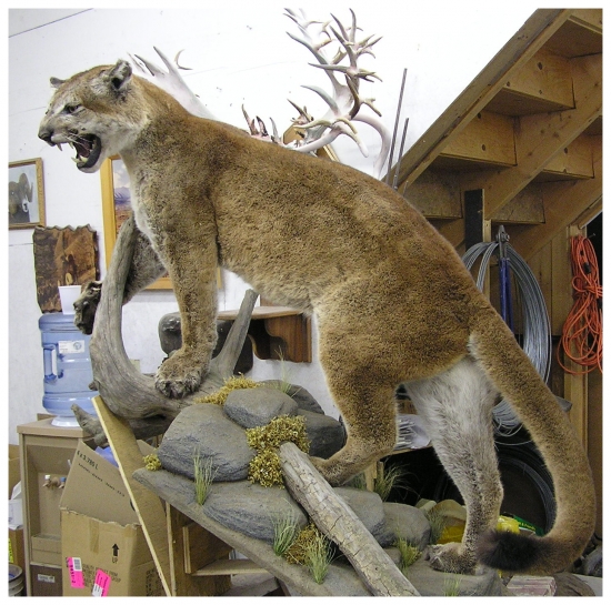 krásná práce preparátora