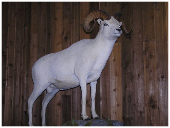 krásná práce preparátora