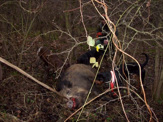 práce našich věrných kamarádu