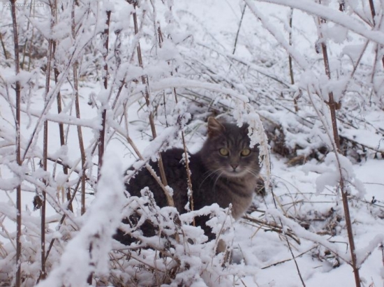 Velké překvapení  mačky