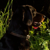 Tomi v záři večerního slunce...pro tebe...