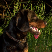 Neni Kopov krásný pes ...je to zlatíčko...