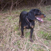 Kopov v Čechách...propagace