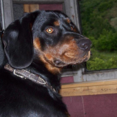 Čekáme na srnce...