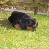 Tomík si hraje na skovávanou.