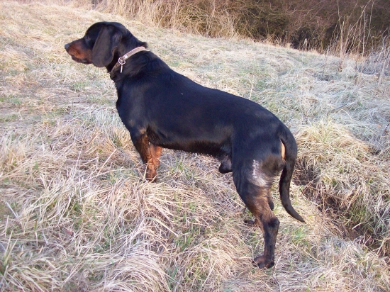 tom po střetu z divočákem