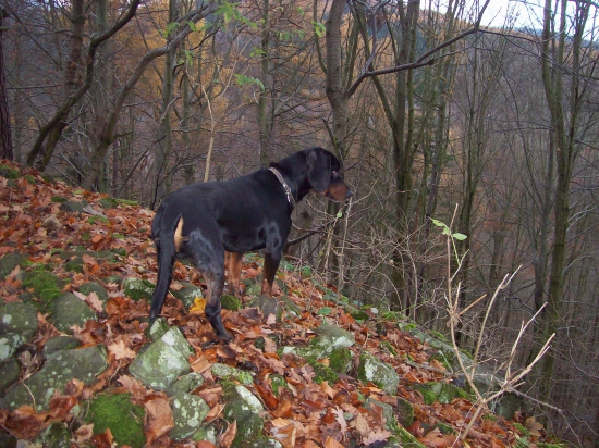 na procházce s Tomíkem v bukovém háji,,,