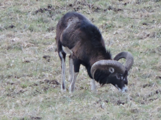 Muflon