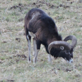 Muflon