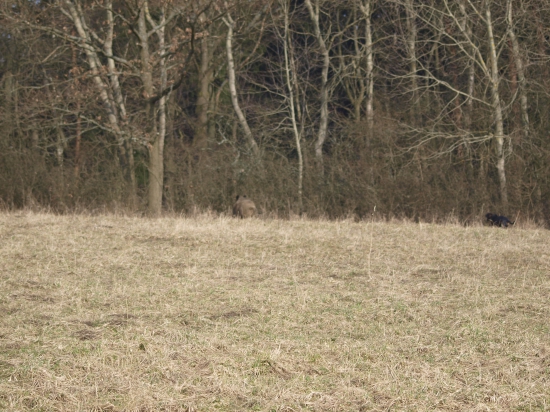 Tomík dnes pracoval a jakou měl radost,,,