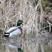 Kačer a Kačice v lesním jezírku .