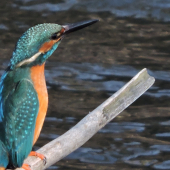 skvost našich řek a potoků