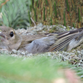 momentka z říše ptactva