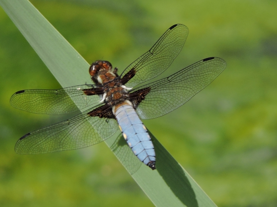 vážka ploská ,,,Libellula depressa