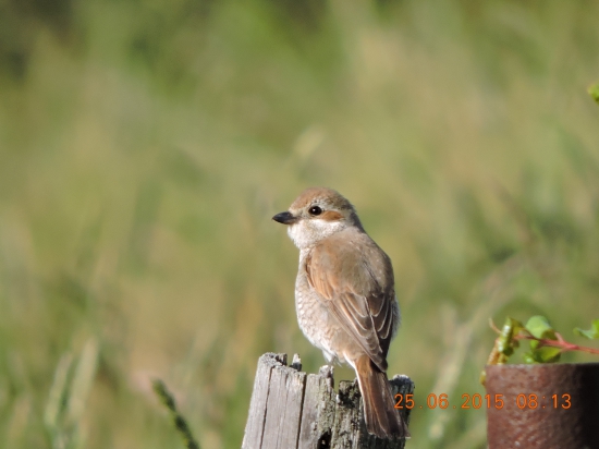 Lanius collurio