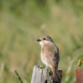 Lanius collurio