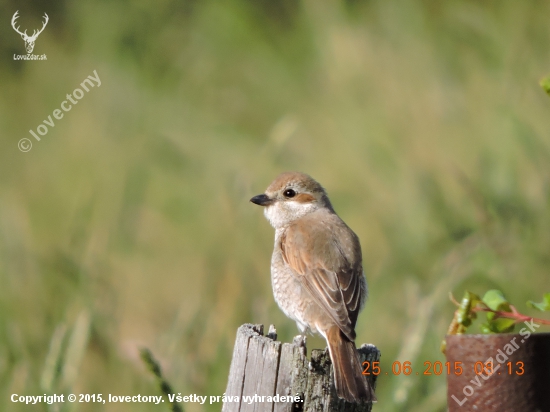 Lanius collurio