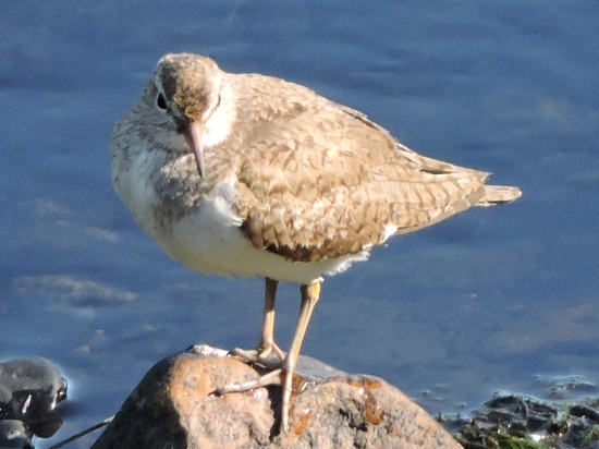 Pisík obecný ,,,Actitic hypoleucos