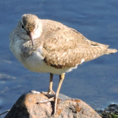 Pisík obecný ,,,Actitic hypoleucos