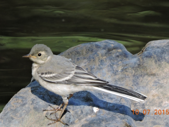 Konipas bílý  Motacilla alba