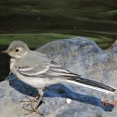 Konipas bílý  Motacilla alba