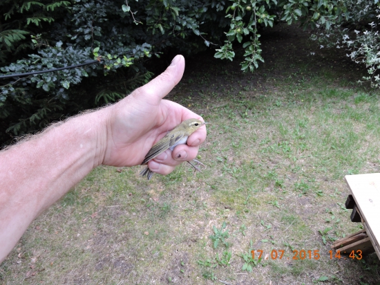 Budníček větší  Phylloscopus  trochilus