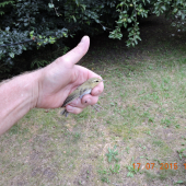 Budníček větší  Phylloscopus  trochilus
