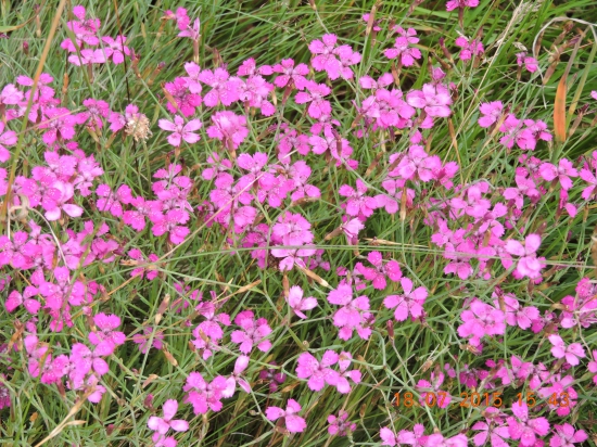 motýlci a rozáří se louka