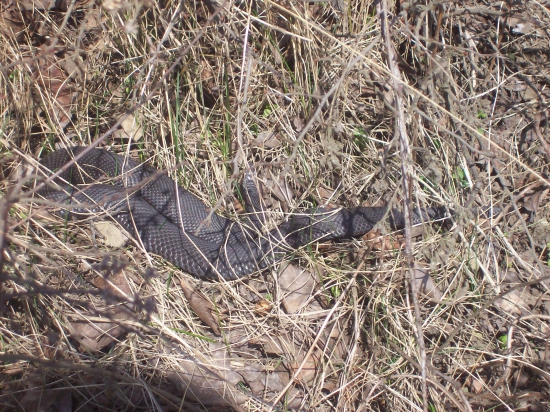 Vipera berus