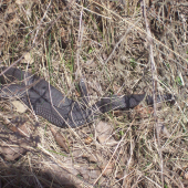 Vipera berus