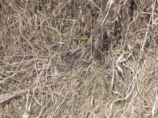 Vipera berus, maskovaná