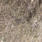 Vipera berus, maskovaná