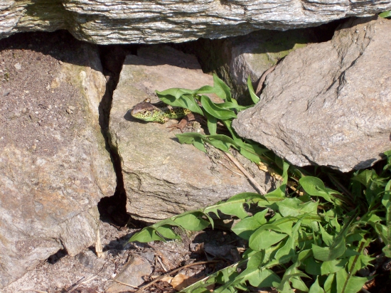 Lacerta agilis ,ještěrka obecná