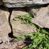 Lacerta agilis ,ještěrka obecná