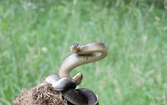 Užovka stromová,,,Elaphe Longissima