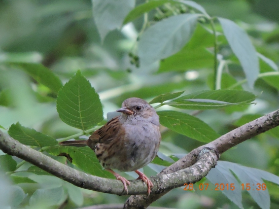 Pěvuška modrá ,Prunella modullaris