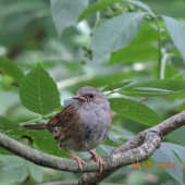 Pěvuška modrá ,Prunella modullaris