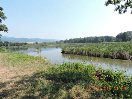 Borecký rybník