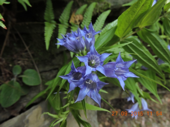 podzim v Krušných horách