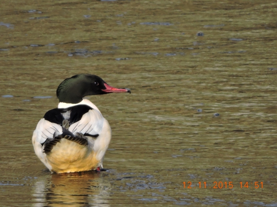 Morčák velký Mergus merganser
