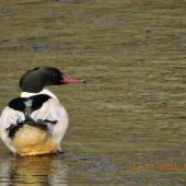 Morčák velký Mergus merganser