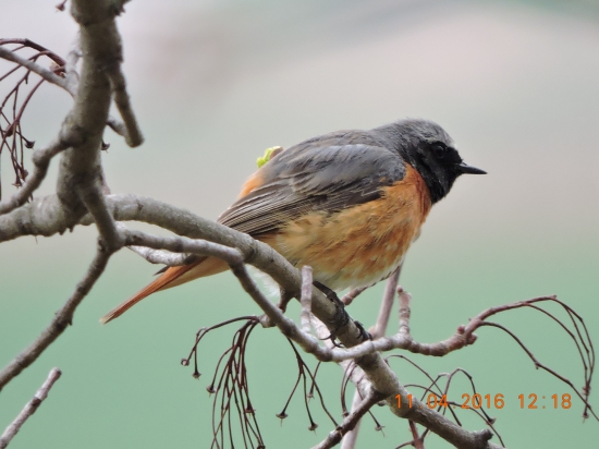 Rehek zahradní  , Phoenicurus phoenicurus