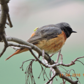 Rehek zahradní  , Phoenicurus phoenicurus